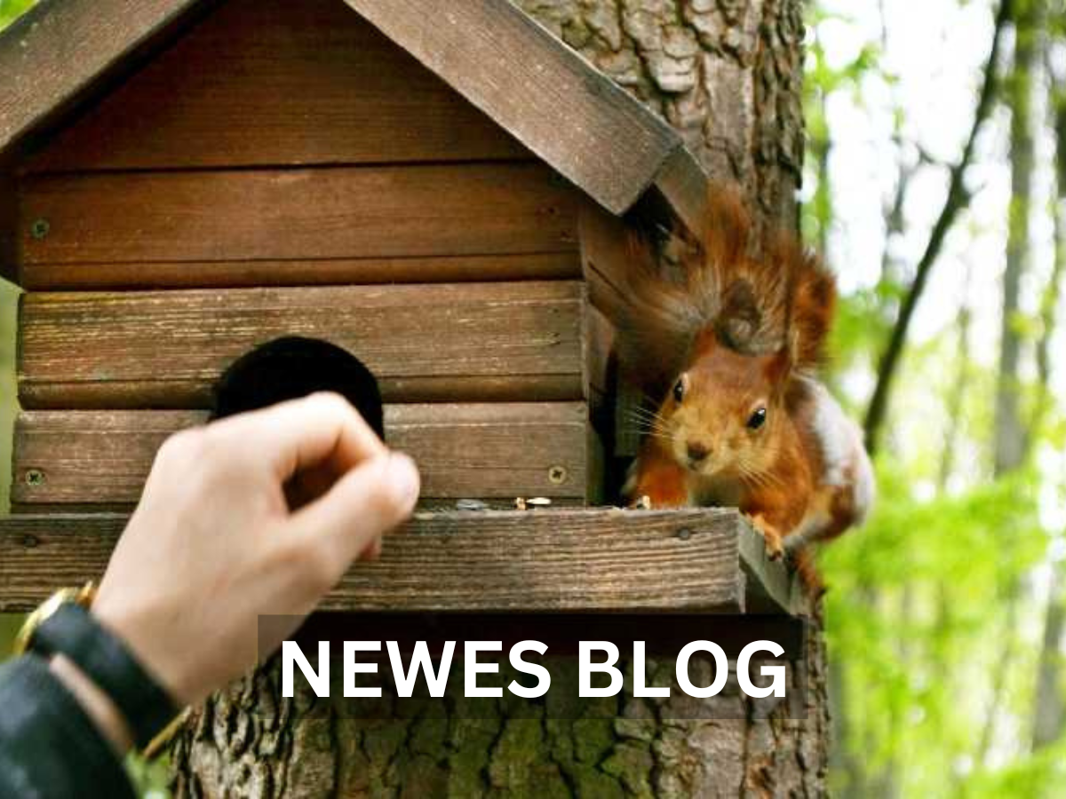 Eichhörnchen Kobel – Ein Blick in das Zuhause der Eichhörnchen (1)